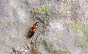 Attēlu rezultāti vaicājumam “Badister bullatus”