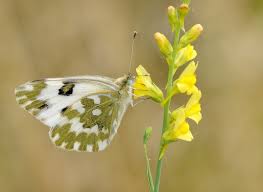Attēlu rezultāti vaicājumam “Pontia edusa”