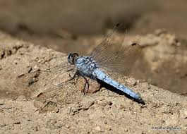 Attēlu rezultāti vaicājumam “Orthetrum brunneum”