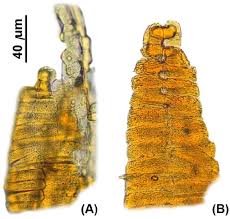Attēlu rezultāti vaicājumam “Paludella squarrosa sporophyte”
