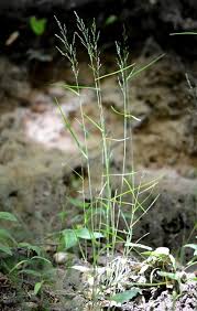 Attēlu rezultāti vaicājumam “Poa nemoralis”