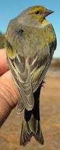 Image result for Carduelis citrinella