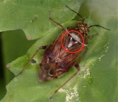 Attēlu rezultāti vaicājumam “Lygus nymph”