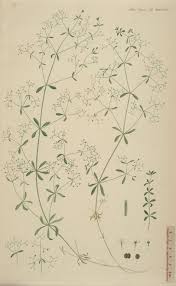 Attēlu rezultāti vaicājumam “Galium palustre”