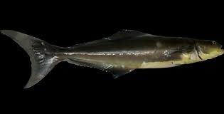 Image result for Rachycentron canadum