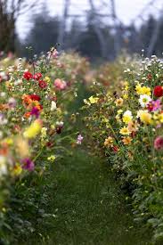 Image result for Dahlia hybrid.