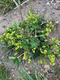Attēlu rezultāti vaicājumam “Alchemilla vulgaris aggr. bud”