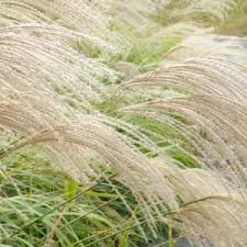 Image result for Miscanthus sinensis Zebrina