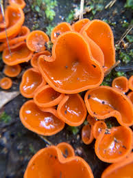 Attēlu rezultāti vaicājumam “Aleuria aurantia”