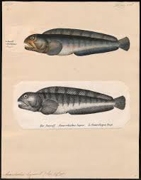 Image result for Anarhichas denticulatus