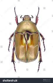 Attēlu rezultāti vaicājumam “Potosia cuprea”