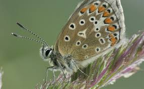 Attēlu rezultāti vaicājumam “Psyllobora vigintiduopunctata larva”