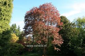 Attēlu rezultāti vaicājumam “Acer platanoides fo. schwedleri”