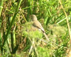 Attēlu rezultāti vaicājumam “Hippolais caligata”