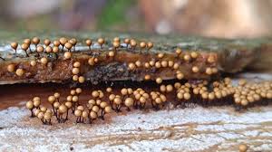 Attēlu rezultāti vaicājumam “Hemitrichia decipiens young”