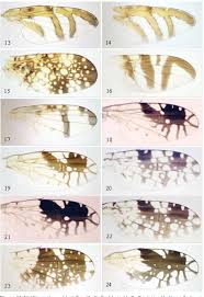 Attēlu rezultāti vaicājumam “Tephritidae”