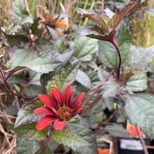 Image result for Heliopsis scabra