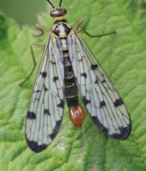 Attēlu rezultāti vaicājumam “Panorpa communis imago”