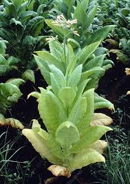 Attēlu rezultāti vaicājumam “Nicotiana tabacum leaf”