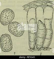 Attēlu rezultāti vaicājumam “Coleosporium sp.”