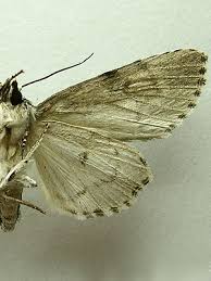 Attēlu rezultāti vaicājumam “Acronicta cuspis”