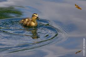 Attēlu rezultāti vaicājumam “Anas platyrhynchos”
