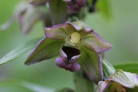 Attēlu rezultāti vaicājumam “Epipactis helleborine fruit”
