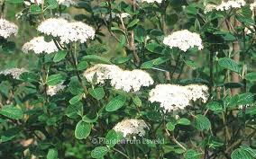 Attēlu rezultāti vaicājumam “Viburnum lantana  flower”