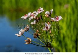 Attēlu rezultāti vaicājumam “Butomus umbellatus bud”