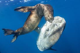Image result for Mola mola