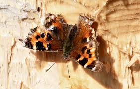 Attēlu rezultāti vaicājumam “Nymphalis xanthomelas pupa”