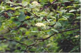 Attēlu rezultāti vaicājumam “Cornus sericea”