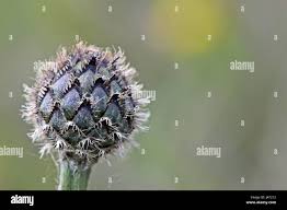 Attēlu rezultāti vaicājumam “Centaurea scabiosa bud”