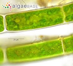 Attēlu rezultāti vaicājumam “Cladophora glomerata”