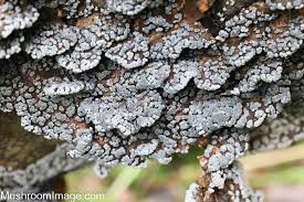 Attēlu rezultāti vaicājumam “Physarum auriscalpium spores”