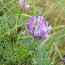 Attēlu rezultāti vaicājumam “Astragalus danicus leaf”