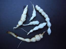 Attēlu rezultāti vaicājumam “Stachys palustris bud”