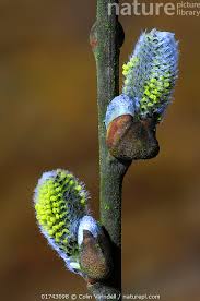 Attēlu rezultāti vaicājumam “Salix caprea male flower”