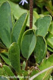 Attēlu rezultāti vaicājumam “Anthyllis vulneraria leaf”
