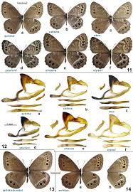 Attēlu rezultāti vaicājumam “Lopinga achine”