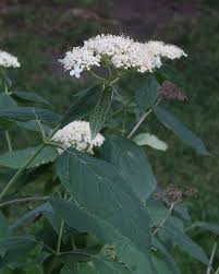 Attēlu rezultāti vaicājumam “Hydrangea arborescens subsp. discolor flower”