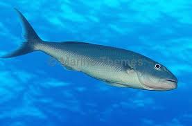 Image result for Aprion virescens