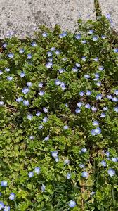 Attēlu rezultāti vaicājumam “Veronica agrestis flower”
