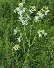 Attēlu rezultāti vaicājumam “Silene borysthenica bud”