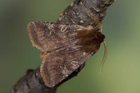 Attēlu rezultāti vaicājumam “Cerastis leucographa”