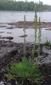 Attēlu rezultāti vaicājumam “Artemisia campestris”