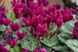 Attēlu rezultāti vaicājumam “Cyclamen hederifolium”