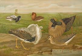 Attēlu rezultāti vaicājumam “Philomachus pugnax”