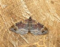 Attēlu rezultāti vaicājumam “Xanthorhoe spadicearia”