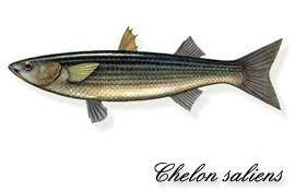 Image result for Chelon saliens
